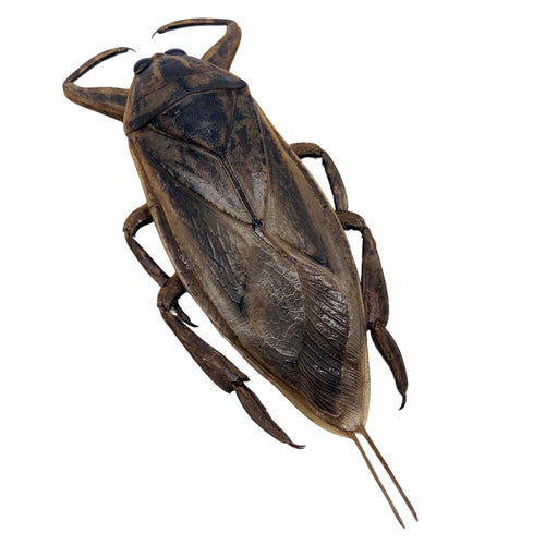 Giant Water Bug (Lethocerus indicus) - TaxidermyArtistry