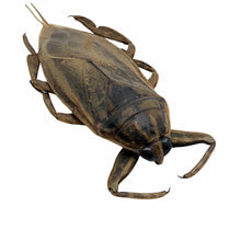 Giant Water Bug (Lethocerus indicus) - TaxidermyArtistry