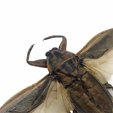 Giant Water Bug (Lethocerus indicus) (SPREAD) - TaxidermyArtistry