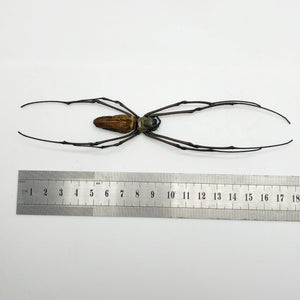Giant Wood Spider Nephila Maculata - TaxidermyArtistry