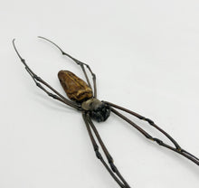 Giant Wood Spider Nephila Maculata - TaxidermyArtistry
