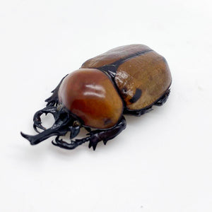 Glossy Horn Beetle (brachysiderus quadrimaculatus) - TaxidermyArtistry