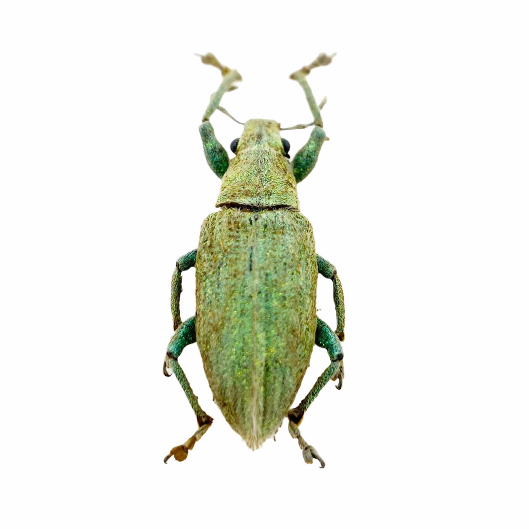 Gold-dust Weevil Beetle (Hypomeces squamosus) Insect - TaxidermyArtistry