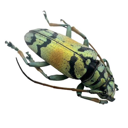 Gold Longhorn Beetle (Tmesisternus rafaelae) Insect - TaxidermyArtistry
