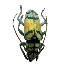 Gold Longhorn Beetle (Tmesisternus rafaelae) Insect - TaxidermyArtistry