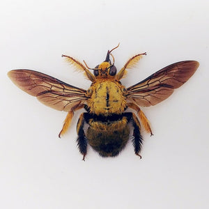 Golden Carpenter Bee Xylocopa Confusa (M) - TaxidermyArtistry