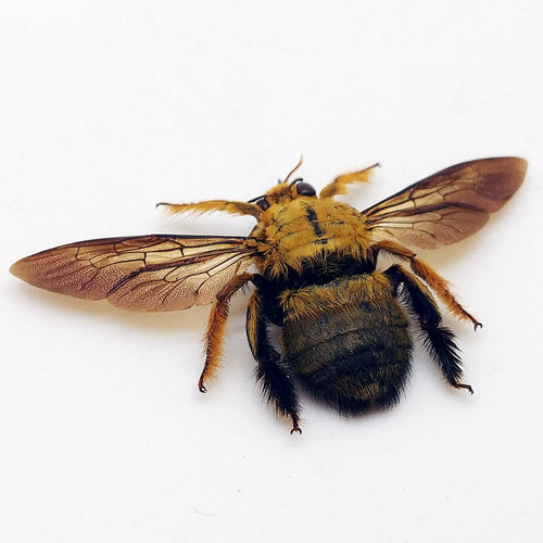 Golden Carpenter Bee Xylocopa Confusa (M) - TaxidermyArtistry