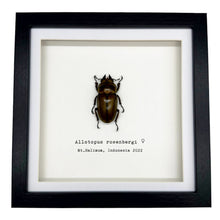 Golden Stag Beetle Frame (Allotopus rosenbergi) - TaxidermyArtistry