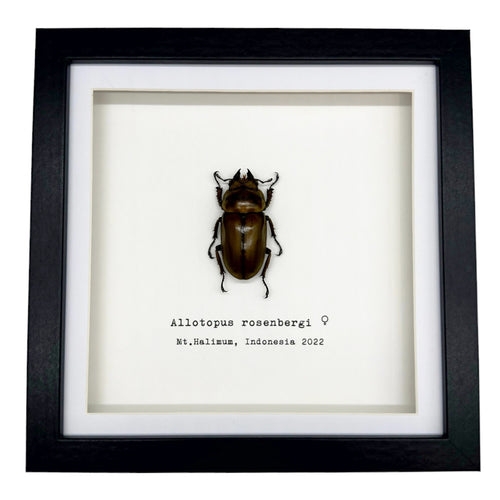 Golden Stag Beetle Frame (Allotopus rosenbergi) - TaxidermyArtistry