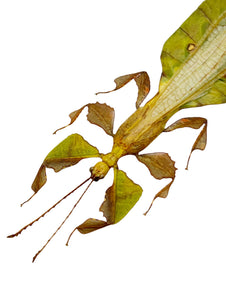 Gray's Leaf Insect Phyllium bioculatum pulchrifolium (M) - TaxidermyArtistry