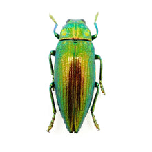 Green Jewel Beetle (Chrysodema radians) Insect - TaxidermyArtistry