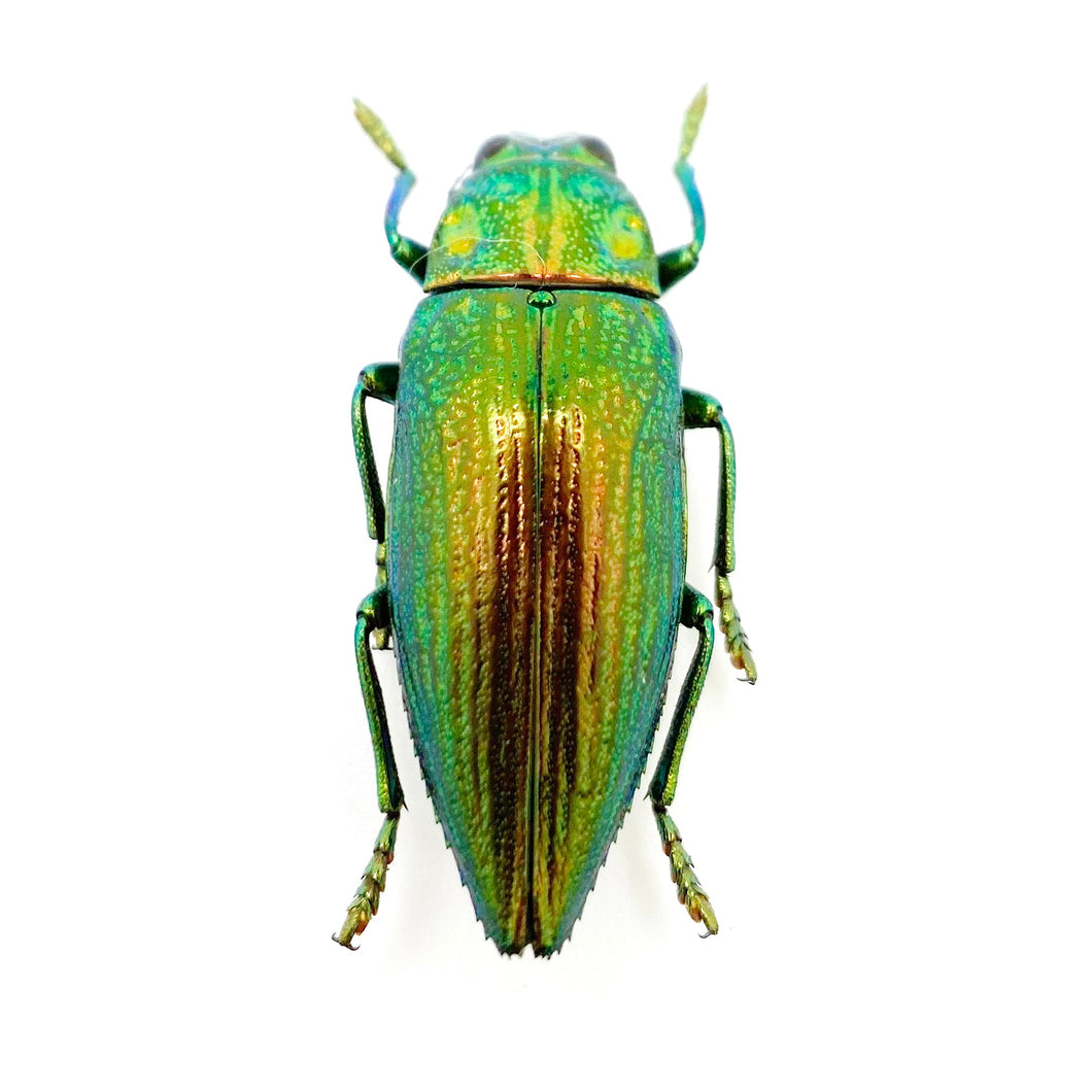 Green Jewel Beetle (Chrysodema radians) Insect - TaxidermyArtistry