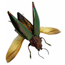 Green Jewel Beetle Cyphogastra angulicollis (SPREAD) - TaxidermyArtistry