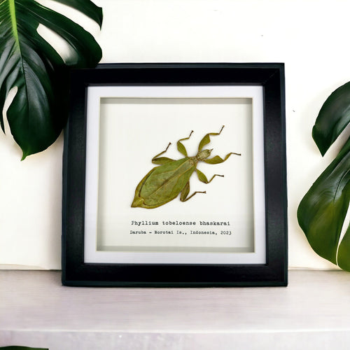 Green Leaf Insect Frame (Phyllium tobeloense bhaskarai) - TaxidermyArtistry