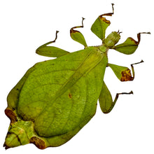 Green Leaf Insect (Phyllium mamasaense) - TaxidermyArtistry