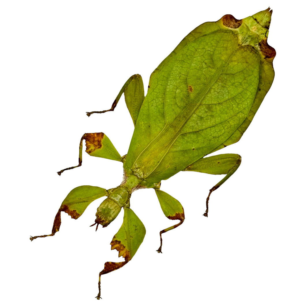 Green Leaf Insect (Phyllium mamasaense) - TaxidermyArtistry