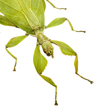 Green Leaf Insect Phyllium tobeloense bhaskarai (F) - TaxidermyArtistry