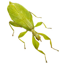 Green Leaf Insect Phyllium tobeloense bhaskarai (F) - TaxidermyArtistry