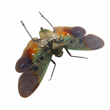 Green Orange Lantern Fly (Penthicodes farinosa peleng) Insect - TaxidermyArtistry