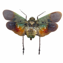Green Orange Lantern Fly (Penthicodes farinosa peleng) Insect - TaxidermyArtistry