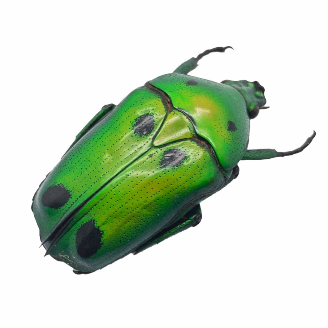 Green Scarab Beetle (Heterorrhina sexmaculata) - TaxidermyArtistry