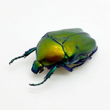 Green Scarab Beetle (Protaetia speciosa) - TaxidermyArtistry