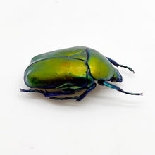 Green Scarab Beetle (Protaetia speciosa) - TaxidermyArtistry