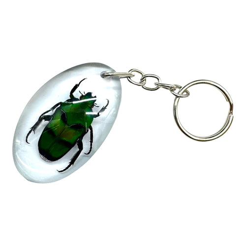 Green Scarab Beetle Resin Keyring (Heterorrhina sexmaculata) - TaxidermyArtistry