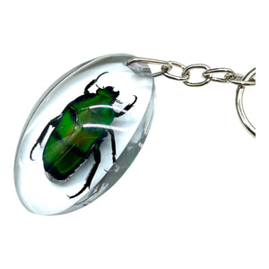 Green Scarab Beetle Resin Keyring (Heterorrhina sexmaculata) - TaxidermyArtistry