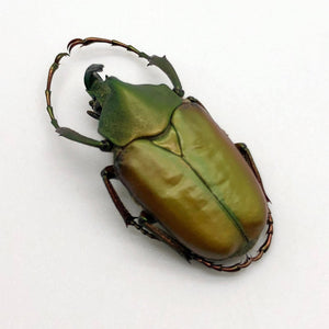 Green Scarab Beetle (Theodosia maindoroni) - TaxidermyArtistry
