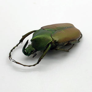 Green Scarab Beetle (Theodosia maindoroni) - TaxidermyArtistry