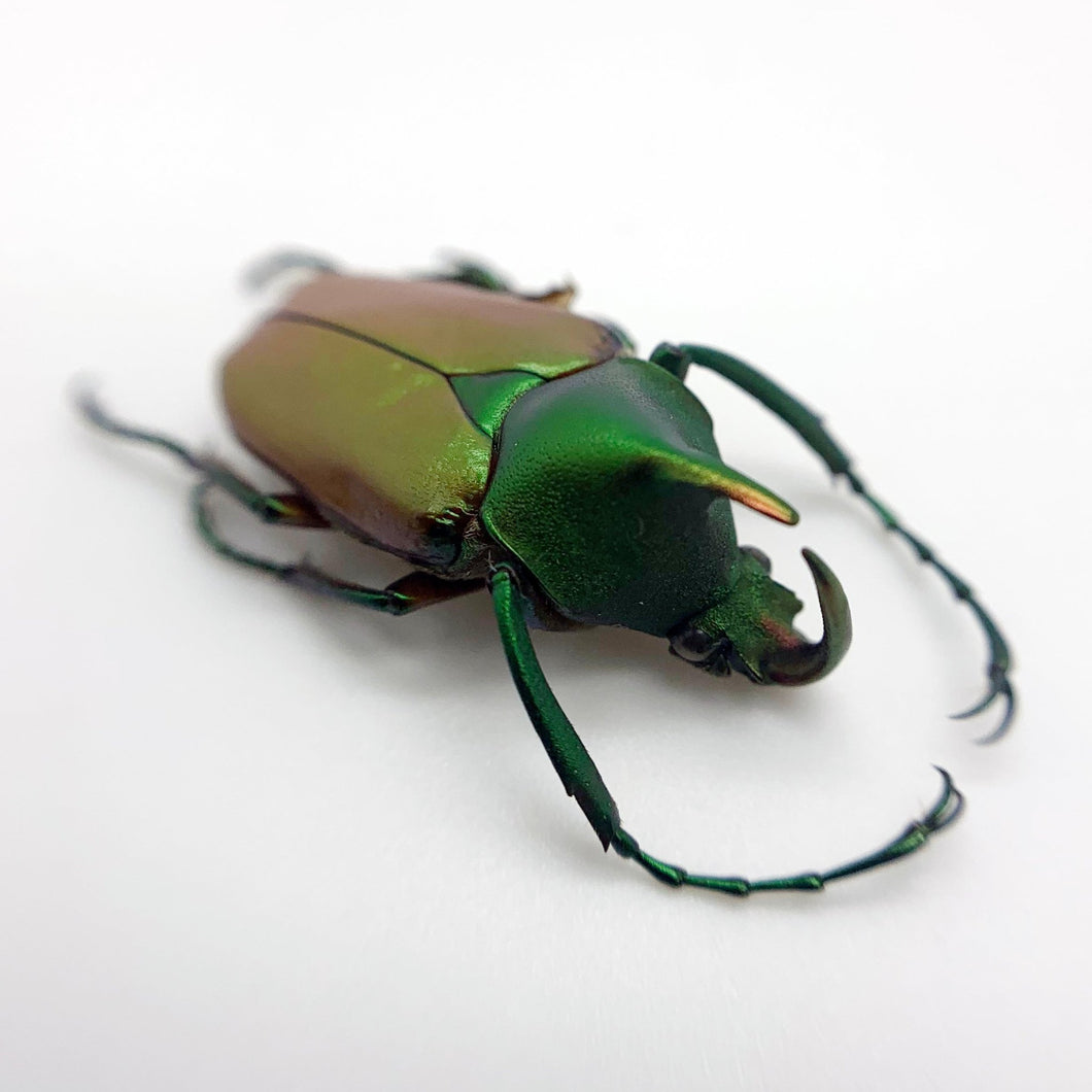 Green Scarab Beetle (Theodosia nobuyukii) - TaxidermyArtistry