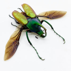 Green Scarab Beetle (Theodosia nobuyukii) (Spread) - TaxidermyArtistry
