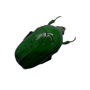 Green Spotted Scarab Beetle (Dymusia variabilis) - TaxidermyArtistry