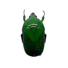 Green Spotted Scarab Beetle (Dymusia variabilis) - TaxidermyArtistry