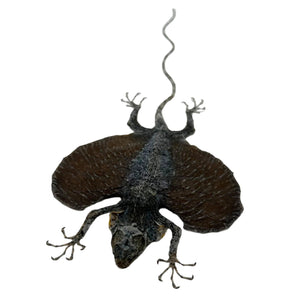 GREY Draco Fyling Lizard fimbriatus hennigi - TaxidermyArtistry