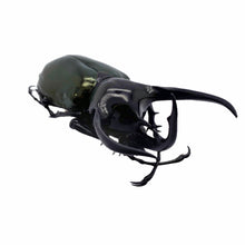 Huge Beetle (Chalcosoma caucasus) Indonesian Insect Collector Specimen - TaxidermyArtistry