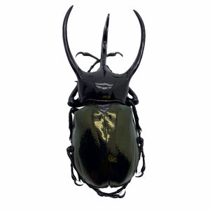Huge Beetle (Chalcosoma caucasus) Indonesian Insect Collector Specimen - TaxidermyArtistry