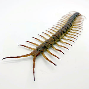 Huge Centipede 22CM (Scolopendra subspinipes) - TaxidermyArtistry