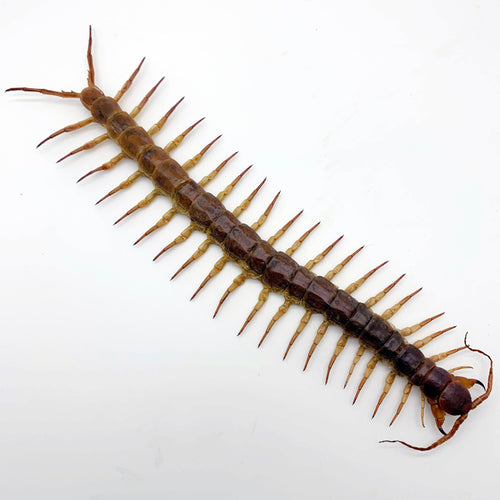 Huge Centipede 22CM (Scolopendra subspinipes) - TaxidermyArtistry