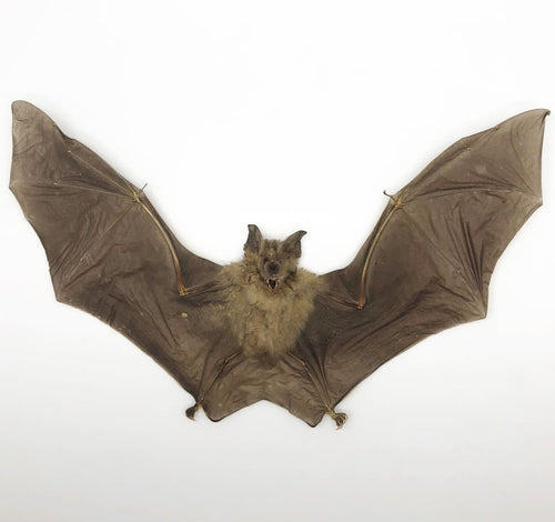 Intermediate roundleaf bat (Hipposideros larvatus) - TaxidermyArtistry