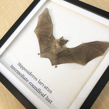 Intermediate roundleaf bat (Hipposideros larvatus) Mounted in Shadow Box - TaxidermyArtistry