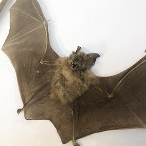 Intermediate roundleaf bat (Hipposideros larvatus) Mounted in Shadow Box - TaxidermyArtistry