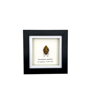Jewel Man Face Shield Bug (Eucorysses grandis) Frame - TaxidermyArtistry