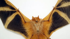 Kerivoula Picta Orange Fire Painted SPREAD Bat Specimen - TaxidermyArtistry
