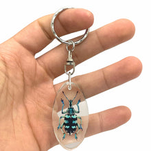 Keyring Resin Blue Banded Weevil Beetle Eupholus linnei Entomology Insect - TaxidermyArtistry