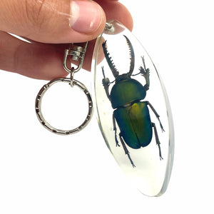Keyring Resin Saw Tooth Stag Beetle Lamprima Adolphinae Entomology Insect - TaxidermyArtistry