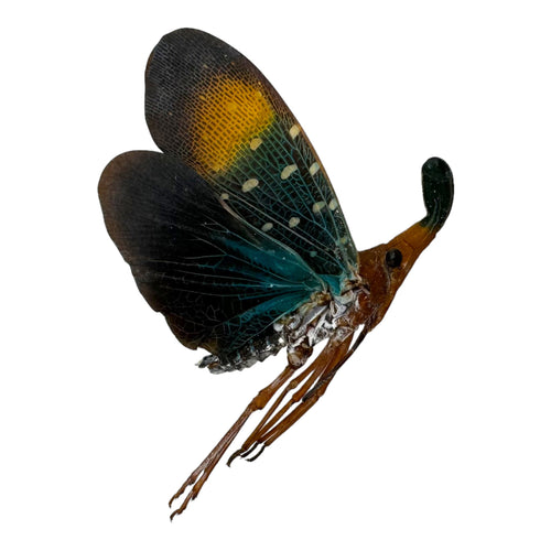 Lanterfly (Pyrops gunjii) - TaxidermyArtistry