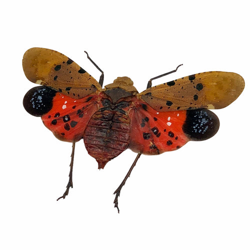 Lantern Fly (Penthicodes atomaria) Insect - TaxidermyArtistry