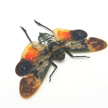 Lantern Fly (Penthicodes farinosa borneo) Insect - TaxidermyArtistry